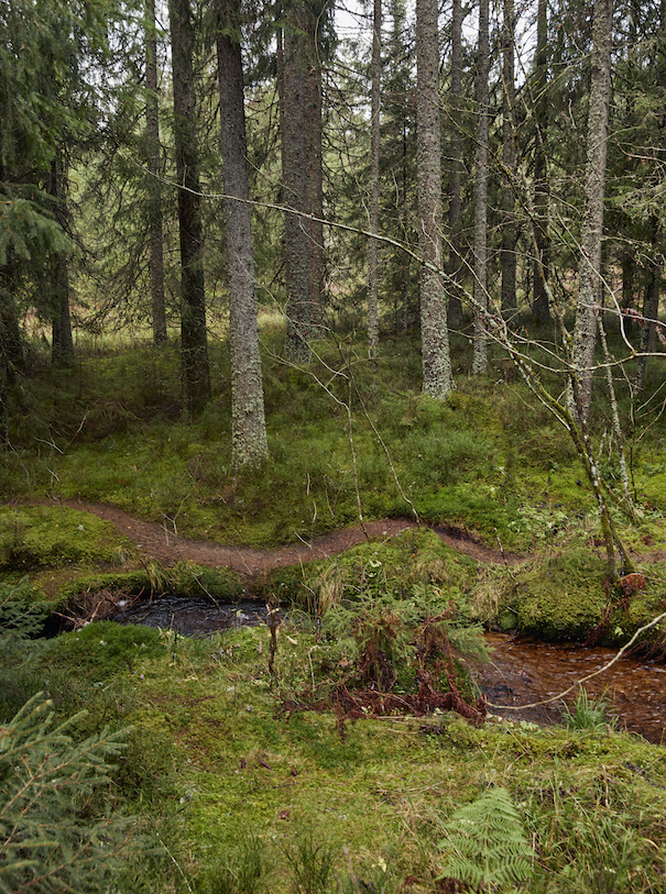 Blackforrest_016_WEB Wood Wide Web Schwarzwald