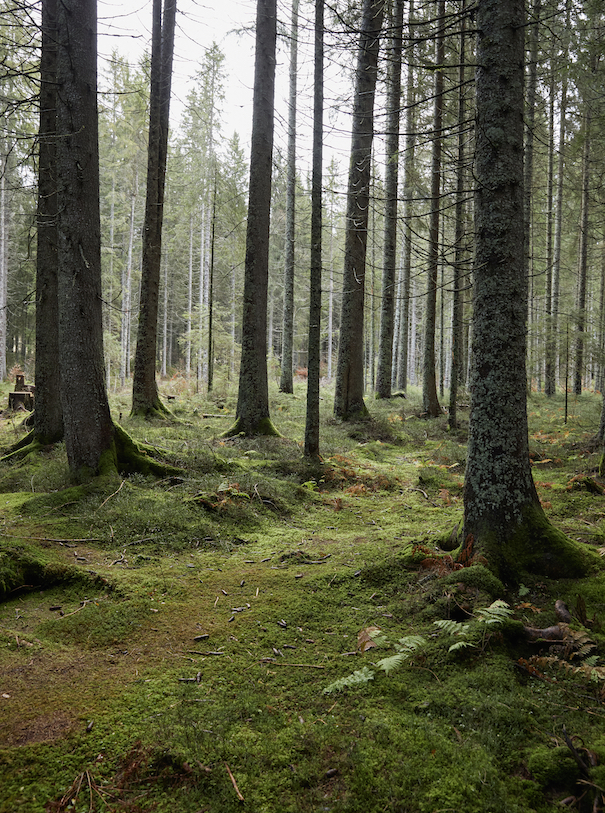 Blackforrest_097_WEB Wood Wide Web Bäume im schwarzwald