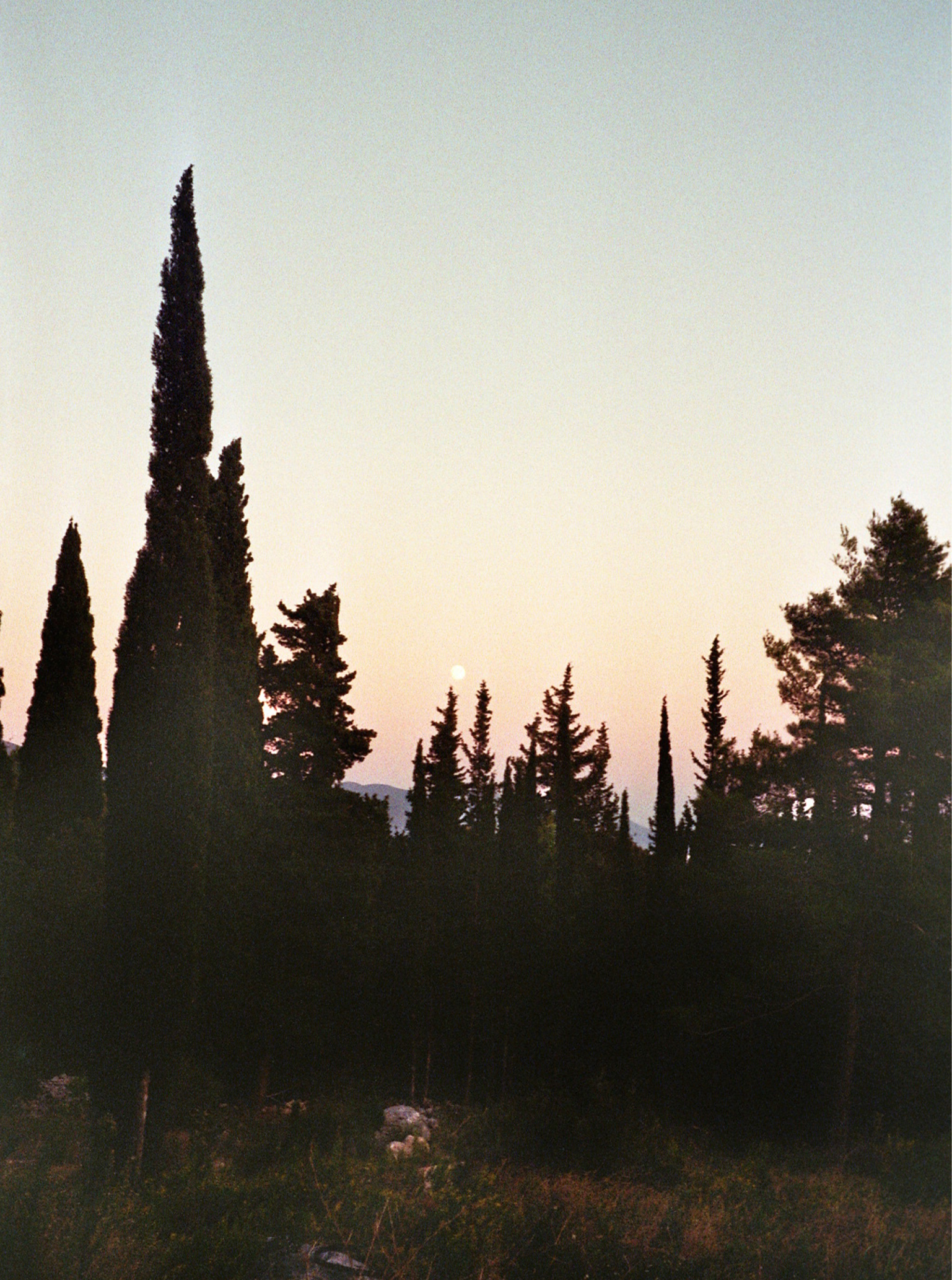 same same but different trees sun sunset seconhandmode und umwelt nachhaltig
