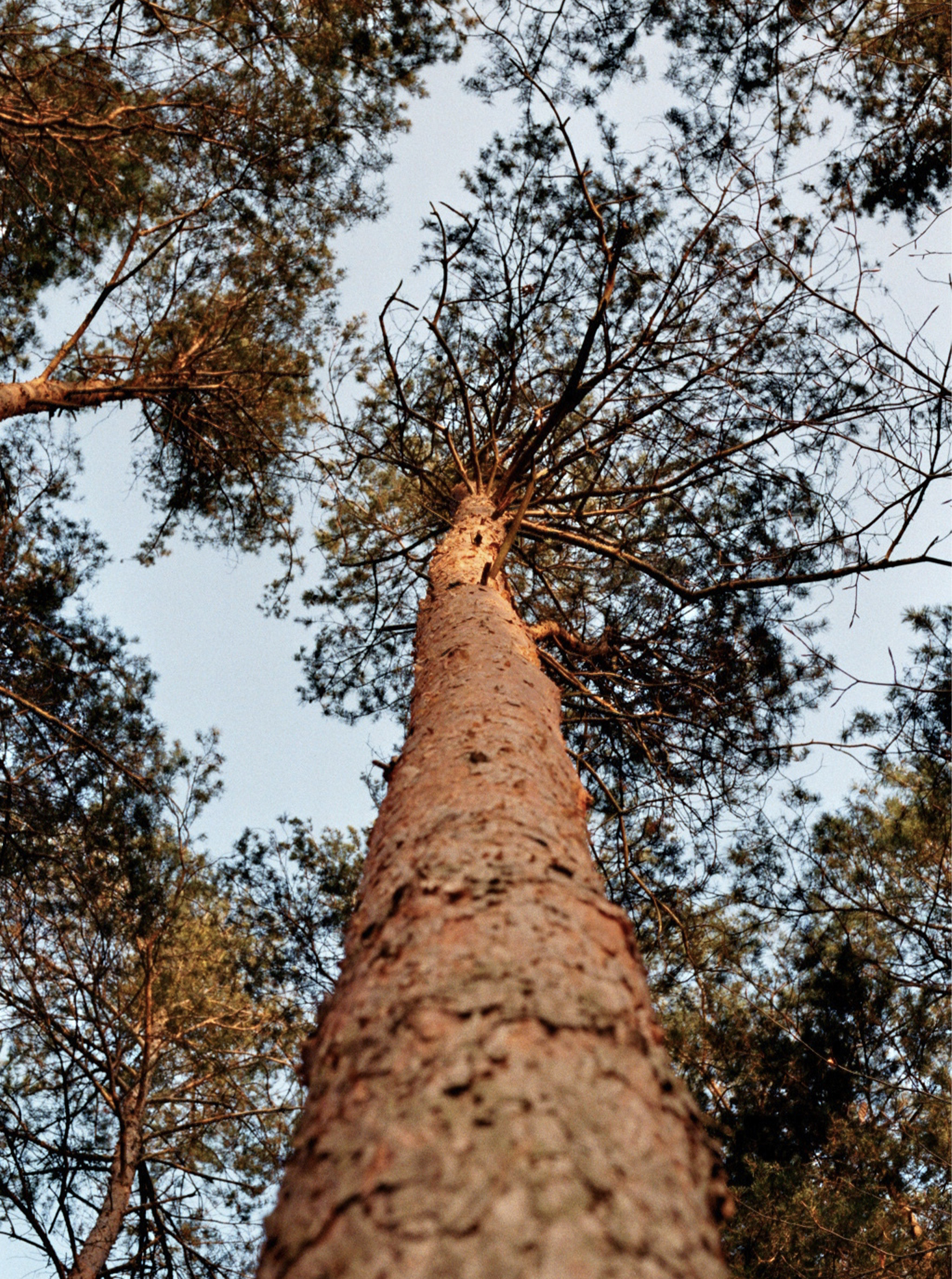 same same but different trees secondhand mode umweltfreundlich nachhaltig bäume natur
