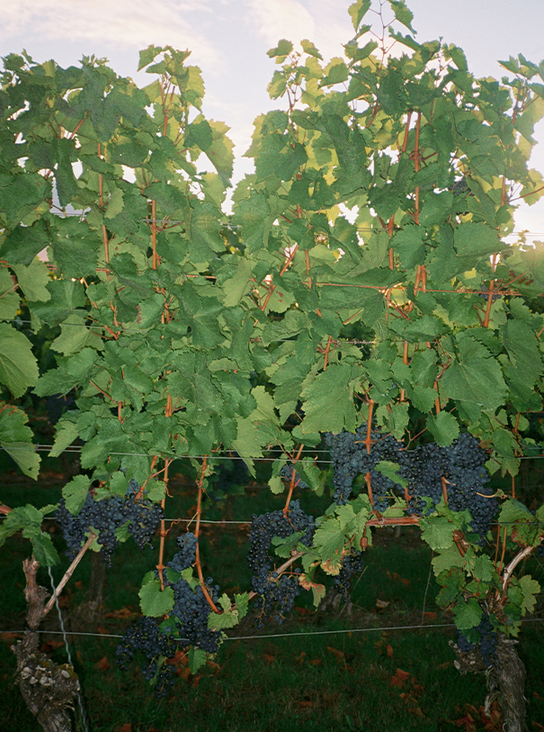 achtungwein8